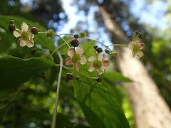 モビールのようにゆれるツリバナ