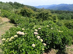 園地少しずついろづきはじめ