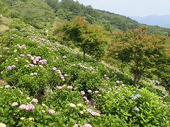 6割程度の色づきの展望台付近