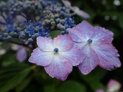 紫色のガクアジサイの装飾花