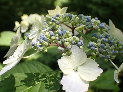 木陰のガクアジサイの影