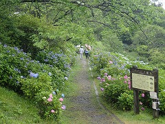 色づいたアジサイの遊歩道