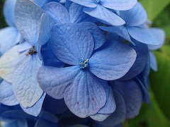 少しあせた水色の装飾花