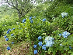 木陰の水色の花の株たち