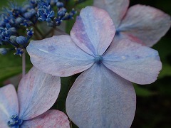 水色とピンクのマーブルの装飾花