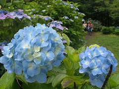 水色の薄い色づきのアジサイ