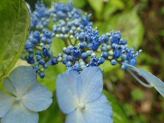 淡い水色の装飾花と真花の濃い青