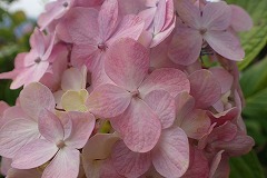 ピンク色の少しドライな質感の装飾花