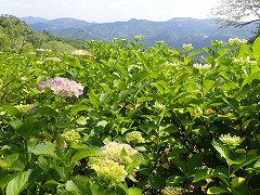 ピンク色の淡い色づきと園地