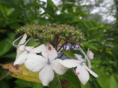 白い装飾花の両性花の実