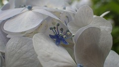 白い装飾花と青い両性花