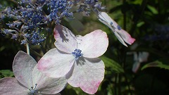ピンクが混じる白い装飾花と青い両性花