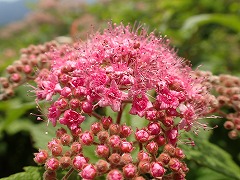 シモツケの花のアップ