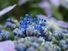 並んで咲く青い真花