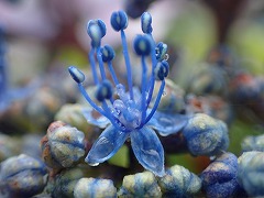 濃い青い色の真花