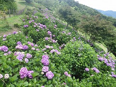 展望台付近の紫色の大輪