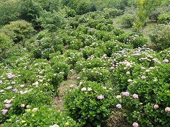 展望台付近の色づきすすむ