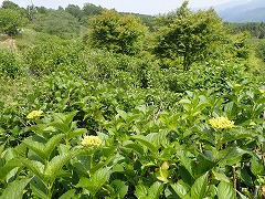 園地全体でつぼみがたくさん