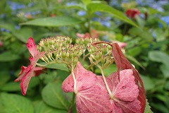 紅い装飾花の両性花の実