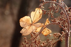 アジサイの花の冬の姿