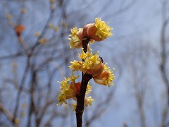 ダンコウバイの黄色い花と小さな虫