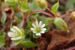 ハコベの白い花のクローズアップ