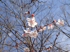 フユザクラの春の花