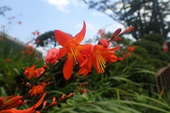 ヒメヒオウギスイセンのオレンジ色の花