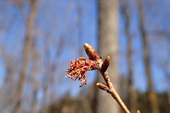 フユザクラの春のつぼみ