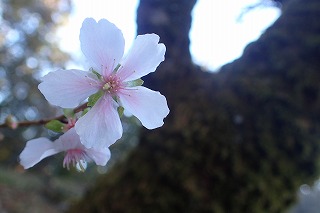 サンバガワフユザクラの花のアップ