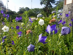 白と青紫のキキョウの花々