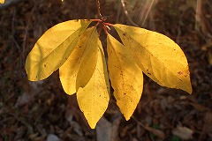 光に透けるクロモジの黄色い葉