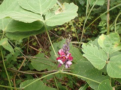 クズの花のグラデーション