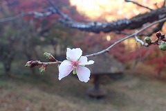 モミジと冬桜