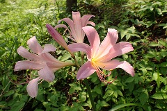 ナツズイセンのうすいピンク色の花