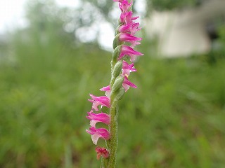 ネジバナのピンク色の花