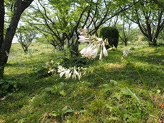 オオバギボウシがのびのび咲いている様子