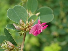 桃色の花と緑の葉