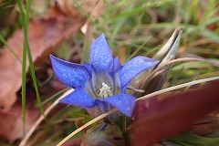 リンドウの花の澄んだ色と模様