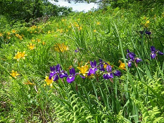 紫と黄色の花