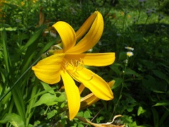 カンゾウの仲間の花