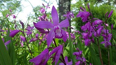 シラン紫色の花