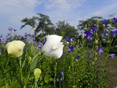 白いキキョウのつぼみと花