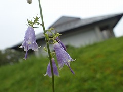 紫色のツリガネニンジンの花