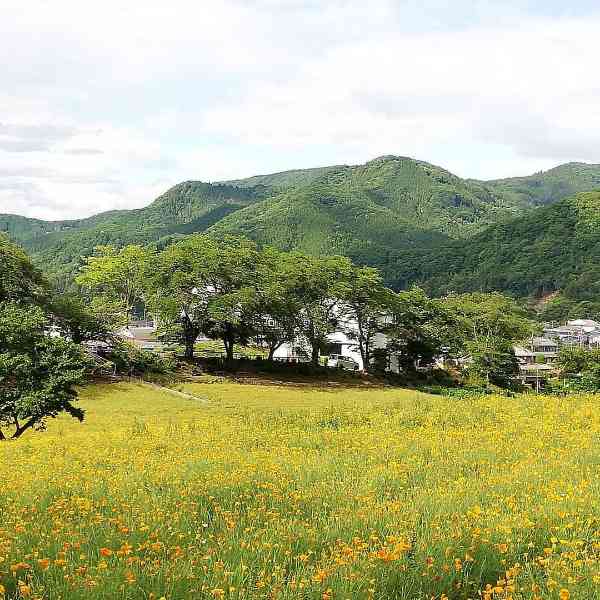 ハナビシソウ園と長瀞蔵