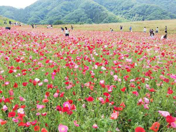 天空のポピー摘み取り開催日