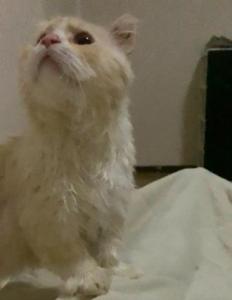 neko3-1