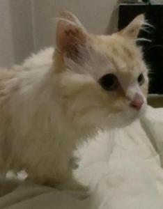 neko3-2