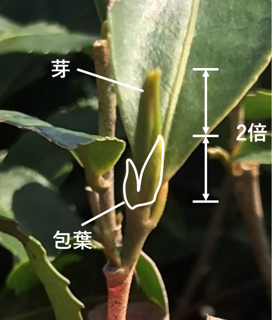 写真：萌芽した芽