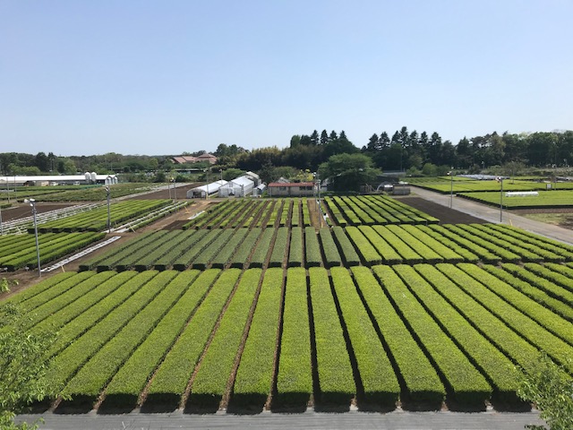 写真：研究所の屋上から見た茶園